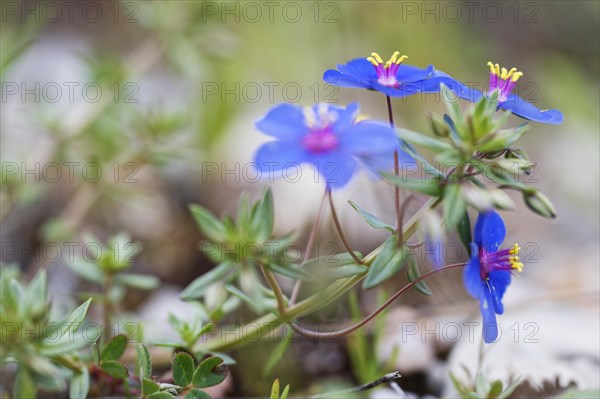 Armenian weather glass (Lysimachia foemina) (Anagallis arvensis) Loureira