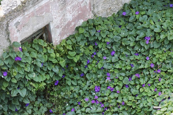 Purple Morning Glory (Ipomoea purpurea) overgrows old woods