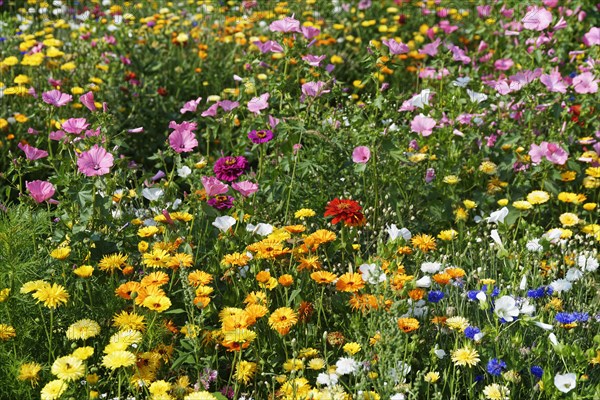 Flower meadow with annual mallow (Malva trimestris)