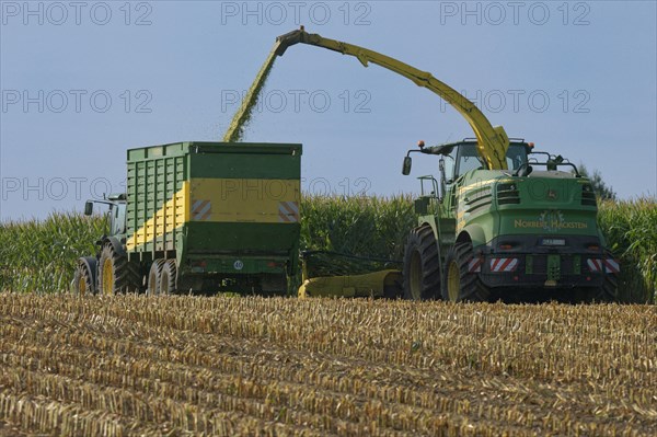 Mechanical maize harvest