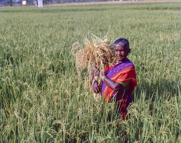 Old woman holding a bunch of sheaves