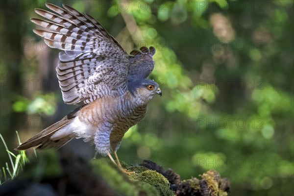 Eurasian sparrowhawk (Accipiter nisus) male