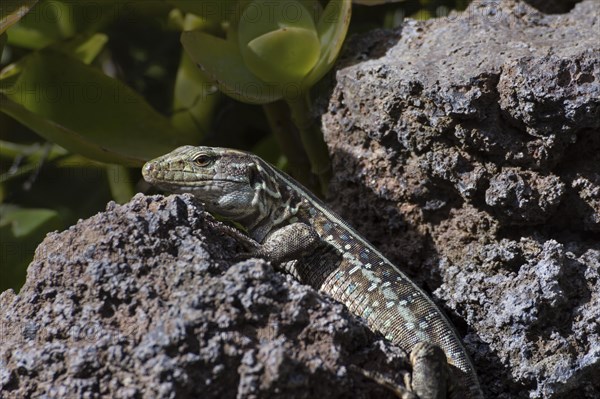 Female Gallotia galloti (Gallotia galloti palmae) El Paso