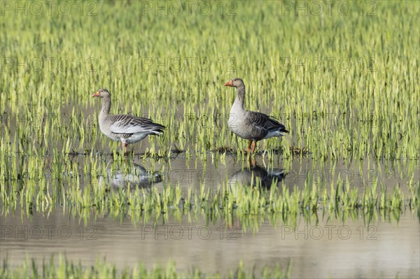 Greylag geese (Anser anser)