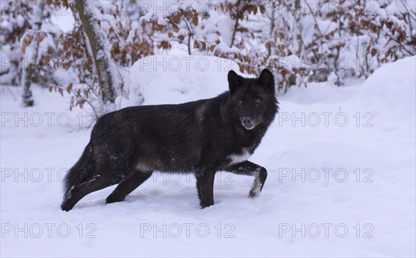 Algonquin wolf (Canis lupus lycaon)