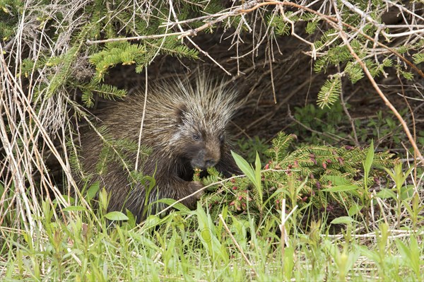 North American porcupine (Erethizon dorsatum)