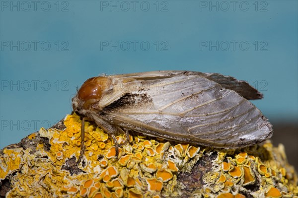 Swallow prominent (Pheosia tremula) moth