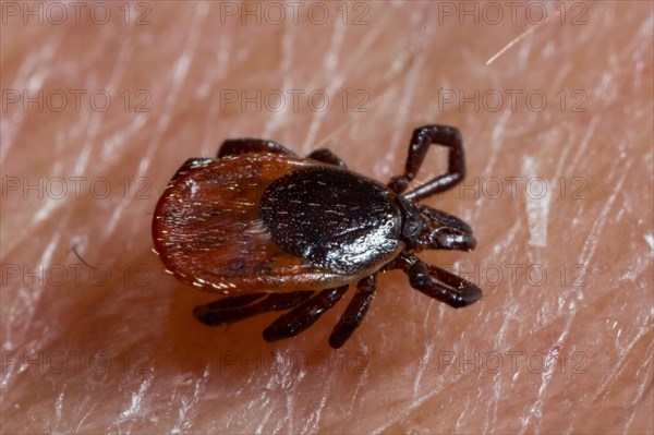 Castor bean tick (Ixodes ricinus)