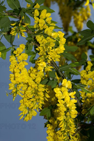 Golden (Laburnum anagyroides) chain tree