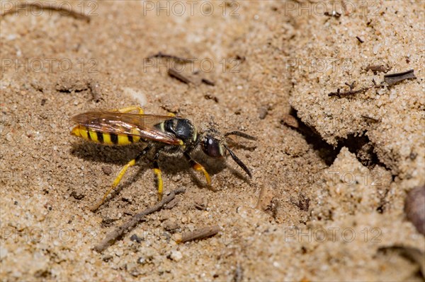 European beewolf (Philanthus triangulum) at the nest entrance