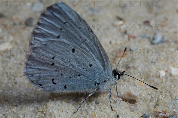 Holly blue (Celastrina argiolus)