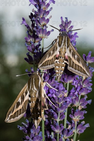 Lineated hawk moth (Hyles livornica)