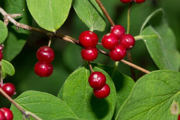 Flying honeysuckle (Lonicera xylosteum)