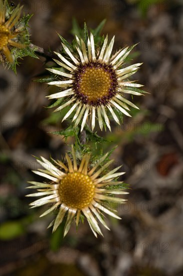 Carline thistle (Carlina vulgaris)