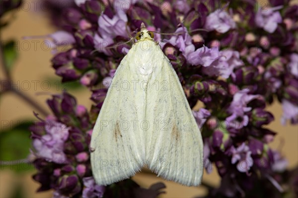 Carrot (Sitochroa palealis) seed moth