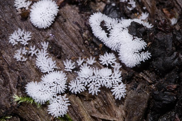 Antler-shaped slime fungus (Ceratiomyxa fruticulosa)