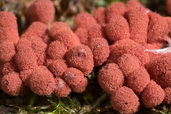 Carnival candy slime mold (Arcyria denudata)