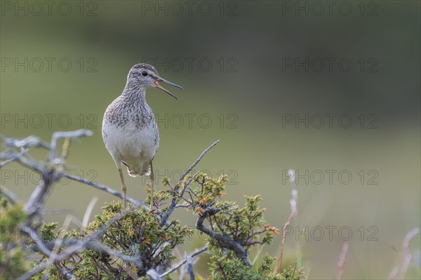 Wood Sandpiper (Tringa glareola)