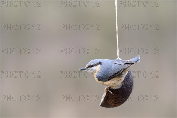 Eurasian nuthatch (Sitta europaea) at feeding place