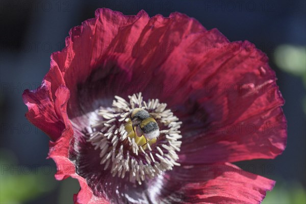 EarthBumblebee (Bombus) (Papaver somniferum) Poppy flower