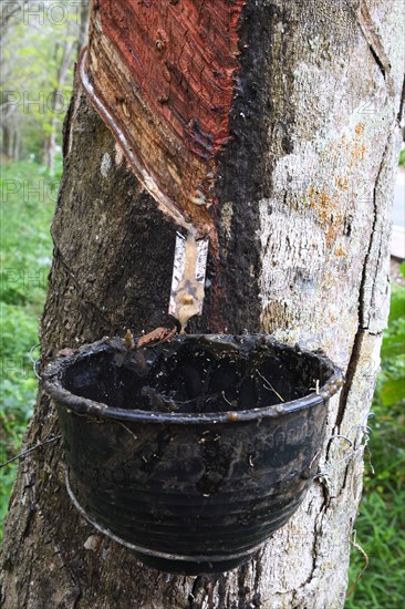 Extraction of natural rubber