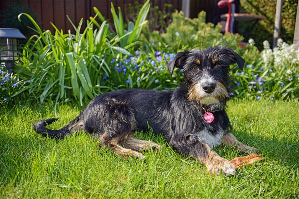 Mixed dog in the garden