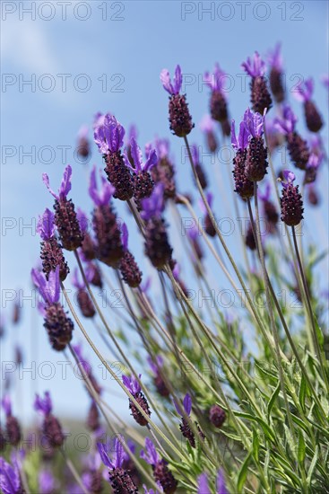 French lavender (Lavandula stoechas)