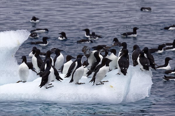 Thick-billed murre (Uria lomvia) or Brunnich's Guillemot on an iceberg