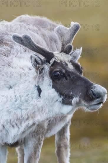 Svalbard reindeer (Rangifer tarandus platyrhynchus) in the Toundra