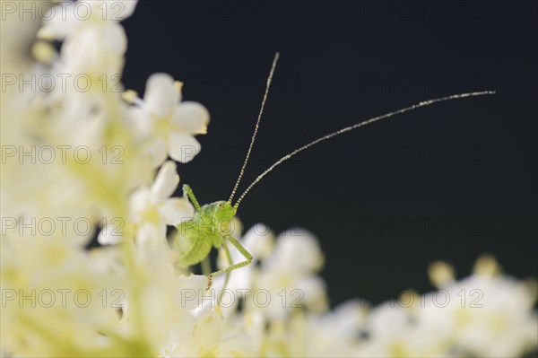 Speckled bush-cricket (Leptophyes punctatissima)