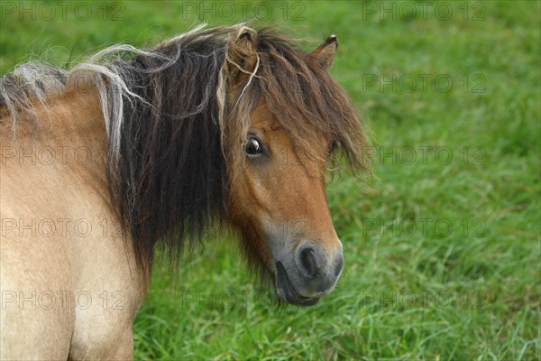 Mini Shetland Pony