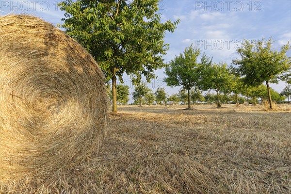 Hay bales in meadow orchard