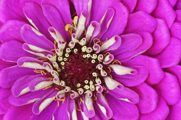 Elegant zinnia (Zinnia elegans)