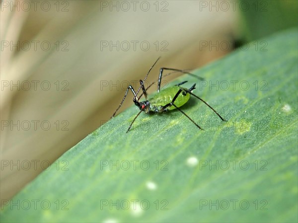 Rose aphid (Macrosiphum rosae)