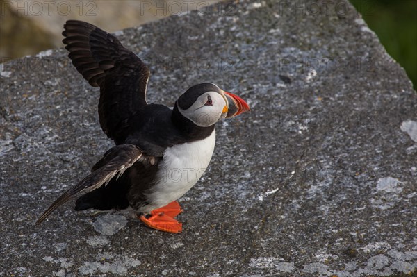 Puffin (Fratercula arctica)