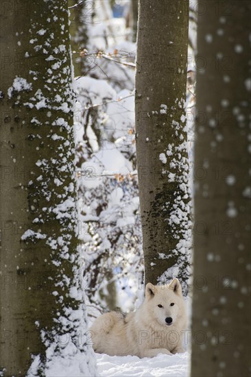 Arctic wolf (Canis lupus arctos)