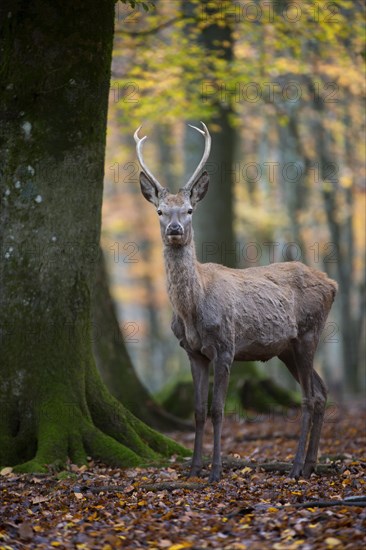 Red deer (Cervus elaphus)