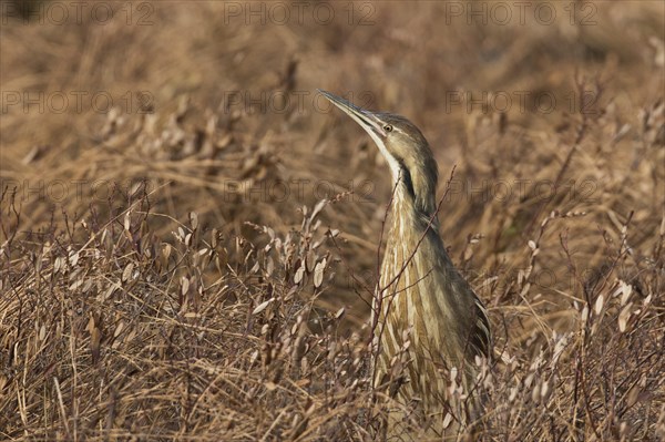 American bittern (Botaurus lentiginosus)