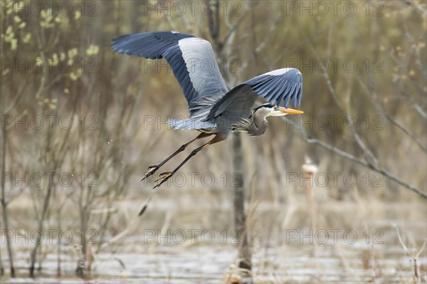 Great Blue Heron in flight (Ardea herodias)