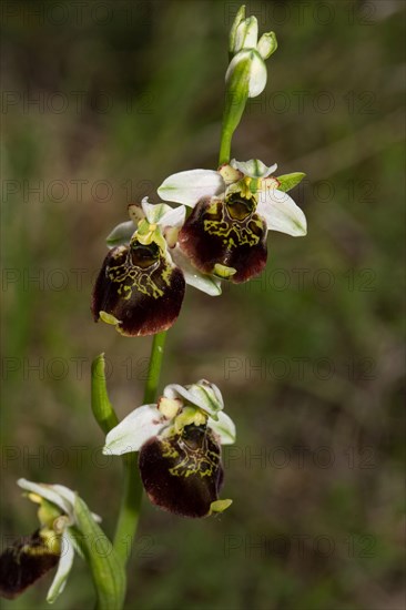 Late spider-orchid (Ophrys holoserica)