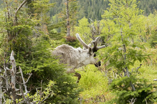 Caribou