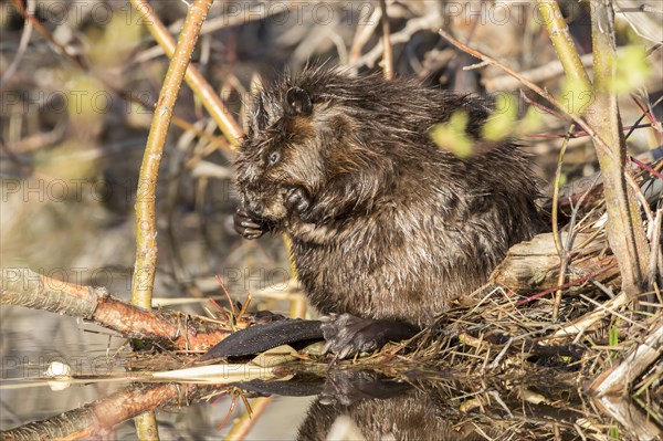 Canadian beaver