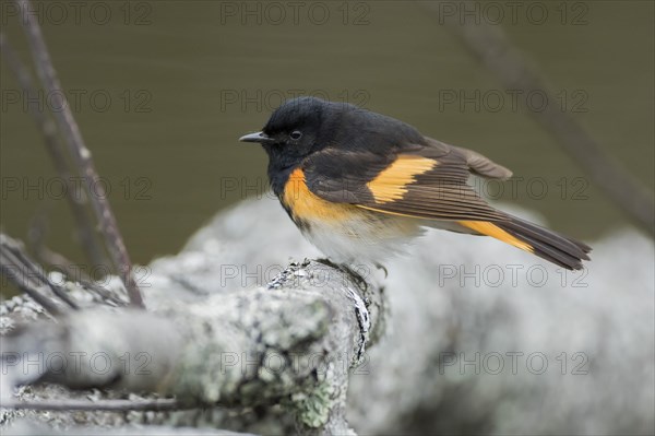 American Redstart