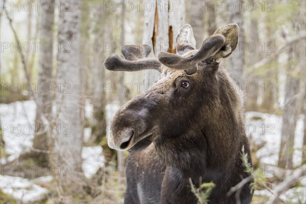 Moose bull in the forest in spring