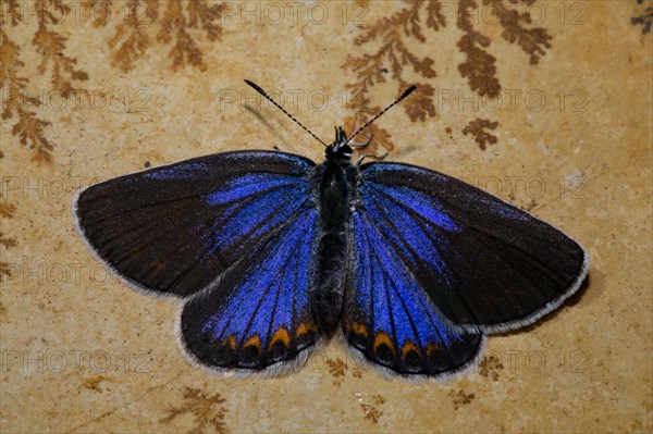 Reverdin's (Plebejus argyrognomon) blue