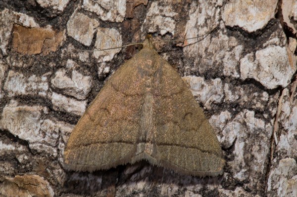 Fanfoot (Zanclognatha tarsipennalis)