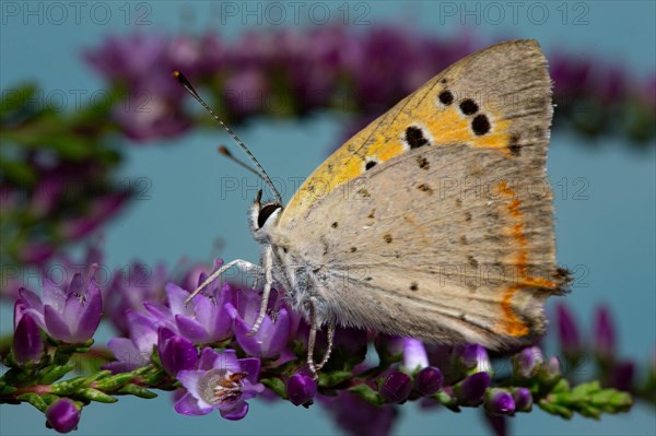 Small copper (Lycaena phlaeas)