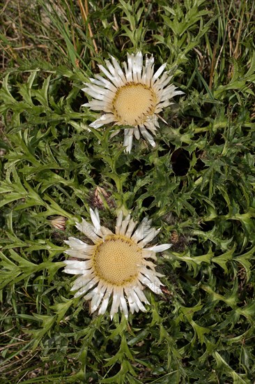 Silver thistle (Carlina acaulis)