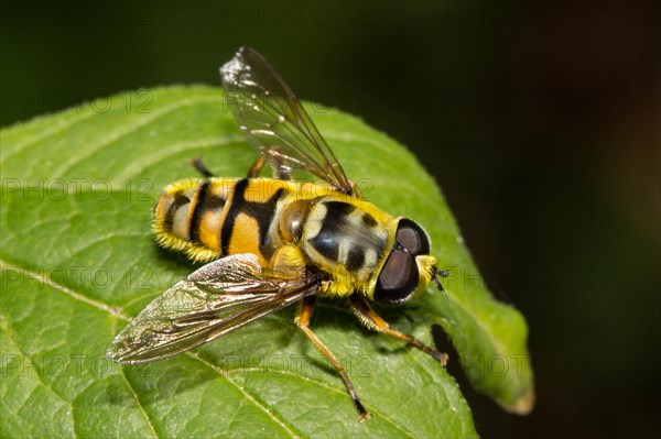 Dead head fly (Myathropa florea)