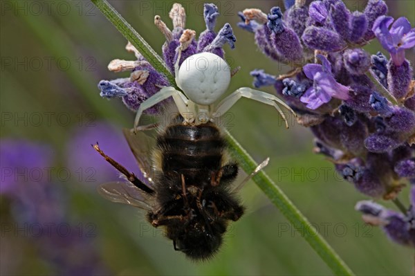 Goldenrod crab spider (Misumena vatia) with seized bumblebee